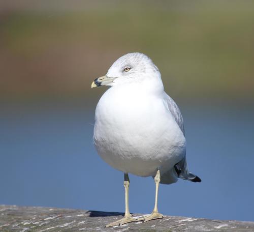 Ring-billed Gull photographed in Mississippi