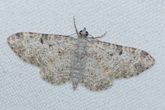 Eupithecia semigraphata