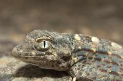 Pristurus carteri