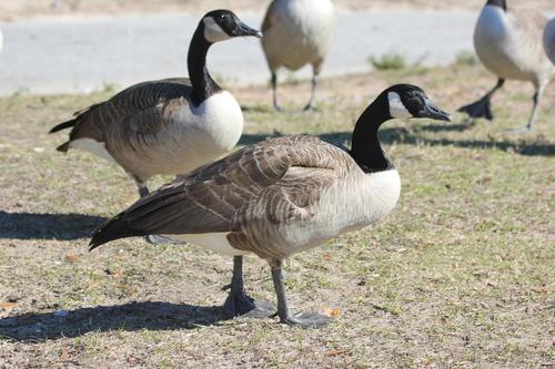 Canada Goose photographed in Mississippi