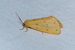 Setina irrorella