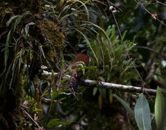 Entomodestes leucotis