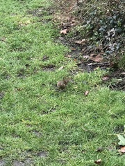 Turdus philomelos