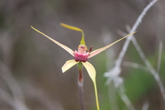 Caladenia decora