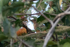 Passerina versicolor
