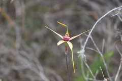 Caladenia decora
