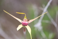 Caladenia decora