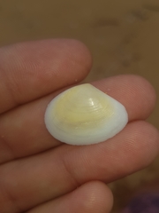 Macomona deltoidalis