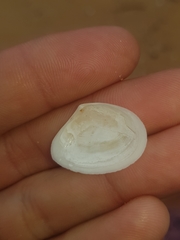 Macomona deltoidalis