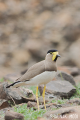 Vanellus malabaricus