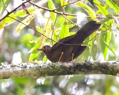 Turdus serranus