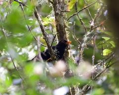 Turdus serranus