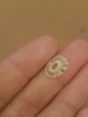 Amblychilepas javanicensis