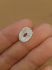 Amblychilepas javanicensis