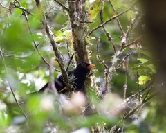 Turdus serranus