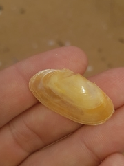 Psammobiidae