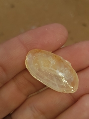 Psammobiidae