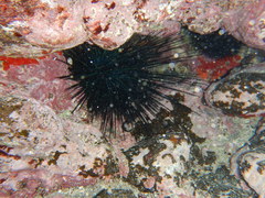 Diadema africanum