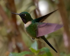 Heliangelus amethysticollis