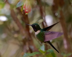Heliangelus amethysticollis