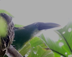 Aulacorhynchus coeruleicinctis