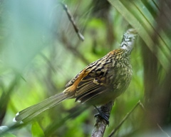 Drymophila striaticeps