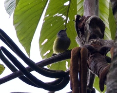 Cnemoscopus rubrirostris