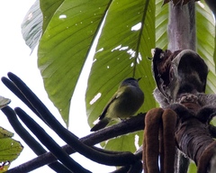 Cnemoscopus rubrirostris