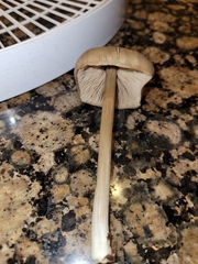 Entoloma holoconiotum