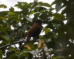 Entomodestes leucotis