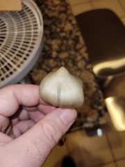 Entoloma holoconiotum