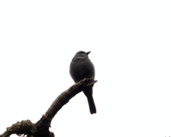 Contopus fumigatus