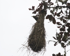 Psarocolius atrovirens