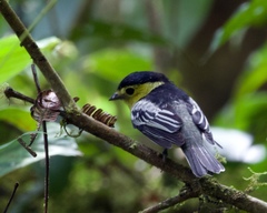 Pachyramphus versicolor