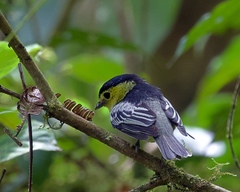 Pachyramphus versicolor