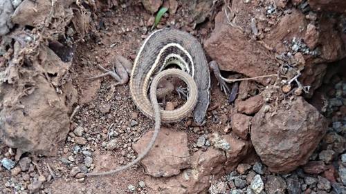Ophisops jerdonii