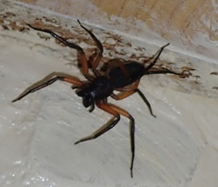 Platyoides walteri