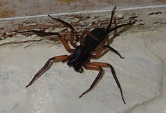 Platyoides walteri