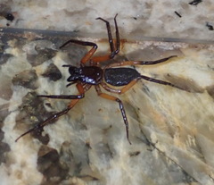 Platyoides walteri