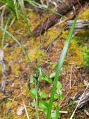 Carex coriacea