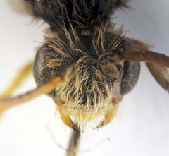 Nomada bifasciata