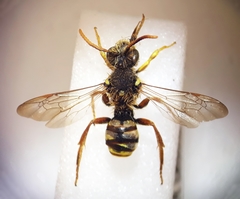 Nomada bifasciata