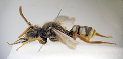 Nomada bifasciata