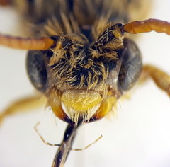 Nomada bifasciata