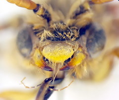 Nomada bifasciata