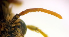 Nomada bifasciata