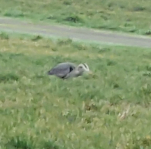 Great Blue Heron photographed in Washington