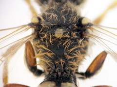 Nomada bifasciata