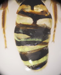 Nomada bifasciata