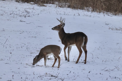 White-tailed Deer photographed in Maryland